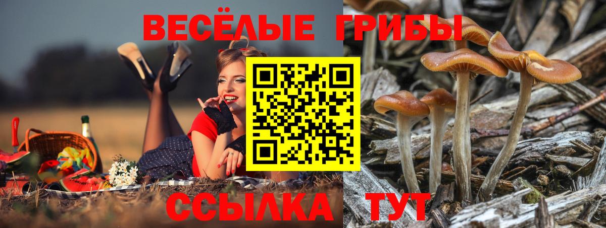 Псилоцибиновые грибы GOLDEN TEACHER Еманжелинск